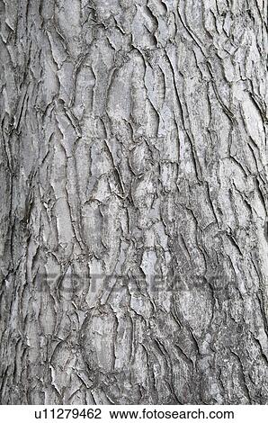 Stock Image - Bark Of An Ornamental Tree; Pasadena, California, United States Of America. Fotosearch