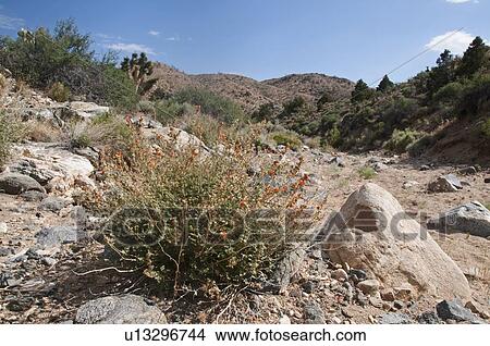 Canyon Scene In The Mojave Desert National Preserve; Baker, California, United States Of America View Large Photo Image Picture - Canyon Scene In The Mojave Desert National Preserve; Baker, California, United States Of America. Fotosearch