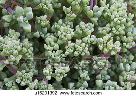 Stock Image - Close-Up Of An Ornamental Succulent Plant. Fotosearch