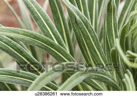 Stock Image - Close-Up Of Arid Vegetation In California; Pasadena, California, United States Of America. Fotosearch