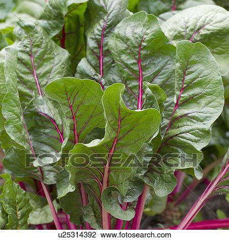 Close-Up Of Leafy Rhubarb Plant; Peru View Large Photo Image Stock Image - Close-Up Of Leafy Rhubarb Plant; Peru. Fotosearch