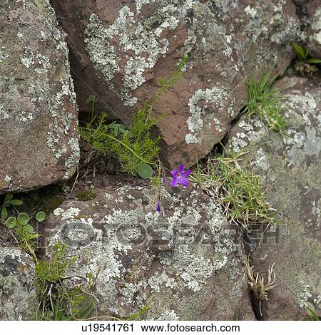 Wildflower Growing Between Rocks At Archaeological Park Of Pisac; Pisac Peru View Large Photo Image Stock Image - Wildflower Growing Between Rocks At Archaeological Park Of Pisac; Pisac Peru. Fotosearch