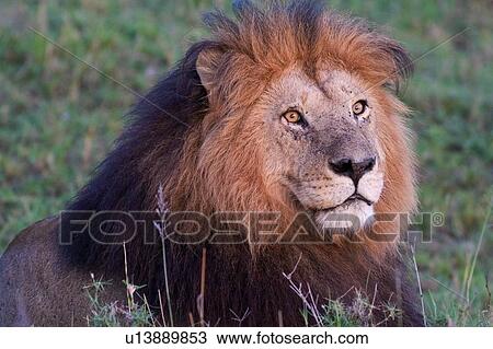 正面 光景 の 壮麗 成人 雄のライオン で 黒 たてがみ 中に 金 夕方 ライト マサイ族マーラ Kenya 東アフリカ ストックイメージ U1353 Fotosearch