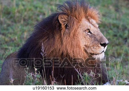 正面 光景 の 壮麗 成人 雄のライオン で 黒 たてがみ 中に 金 夕方 ライト マサイ族マーラ Kenya 東アフリカ ストックイメージ U Fotosearch