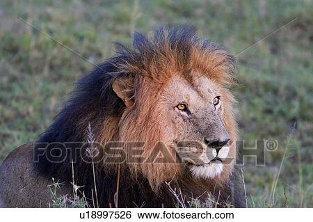 正面 光景 の 壮麗 成人 雄のライオン で 黒 たてがみ 中に 金 夕方 ライト マサイ族マーラ Kenya 東アフリカ 画像コレクション U Fotosearch