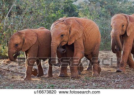 A group of young elephant are led into the stockades in afternoon, Sheldrick Orphanage for Elephants, Nairobi, Kenya, East Africa View Large Photo Image Stock Image - A group of young elephant are led into the stockades in afternoon, Sheldrick Orphanage for Elephants, Nairobi, Kenya, East Africa. Fotosearch