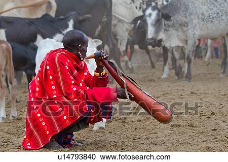 A Masai man dressed in traditional red shuka holding a gourd of blood and drinking: having drained blood from the jugular vein of a cow, the blood collected is mixed with milk to thicken it before drinking. The blood collected is an important source of nut View Large Photo Image Stock Image - A Masai man dressed in traditional red shuka holding a gourd of blood and drinking: having drained blood from the jugular vein of a cow, the blood collected is mixed with milk to thicken it before drinking. The blood collected is an important source of nut. Fotosearch