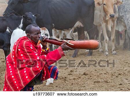 A Masai man dressed in traditional red shuka holding a gourd of blood and drinking: having drained blood from the jugular vein of a cow, the blood collected is mixed with milk to thicken it before drinking. The blood collected is an important source of nut View Large Photo Image Stock Photo - A Masai man dressed in traditional red shuka holding a gourd of blood and drinking: having drained blood from the jugular vein of a cow, the blood collected is mixed with milk to thicken it before drinking. The blood collected is an important source of nut. Fotosearch