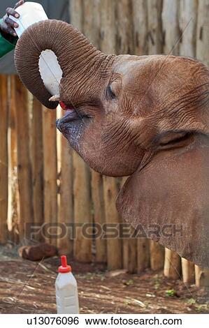 Stock Photograph - A young elephant drinks her bottles of milk, side view detail close up, Sheldrick Orphanage for Elephants, Nairobi, Kenya, East Africa. Fotosearch