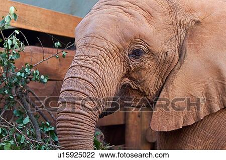 Stock Image - A young elephant feeding in the stockade, front view close up, Sheldrick Orphanage for Elephants, Nairobi, Kenya, East Africa. Fotosearch