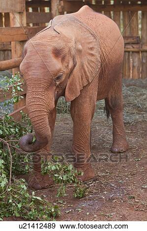 A young elephant feeding in the stockade, front view close up, Sheldrick Orphanage for Elephants, Nairobi, Kenya, East Africa View Large Photo Image Stock Photo - A young elephant feeding in the stockade, front view close up, Sheldrick Orphanage for Elephants, Nairobi, Kenya, East Africa. Fotosearch