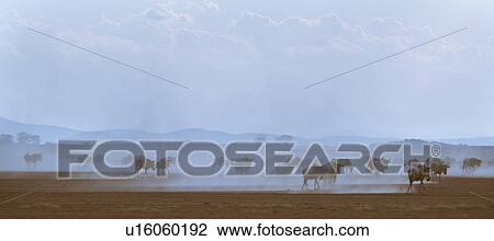 Abstract panorama view of wildebeest herd running in dust of Amboseli lake bed with motion blur, Amboseli, Kenya, East Africa View Large Photo Image Stock Image - Abstract panorama view of wildebeest herd running in dust of Amboseli lake bed with motion blur, Amboseli, Kenya, East Africa. Fotosearch