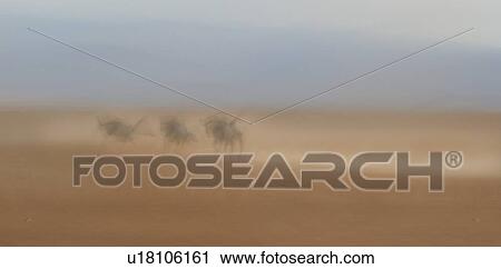 Abstract panorama view of wildebeest running in dust of Amboseli lake bed with motion blur, Amboseli, Kenya, East Africa View Large Photo Image Stock Image - Abstract panorama view of wildebeest running in dust of Amboseli lake bed with motion blur, Amboseli, Kenya, East Africa. Fotosearch
