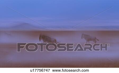 Stock Photo - Abstract panorama view of wildebeest running in dust of Amboseli lake bed with motion blur, Amboseli, Kenya, East Africa. Fotosearch