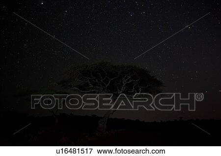 Stock Photo - Acacia tree at dawn with faint pink light at horizon of star-filled indigo blue sky, Lewa Downs, Kenya, East Africa. Fotosearch