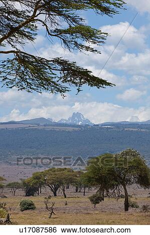 Stock Photograph - Acacia tree in early morning light on plains of Lewa Downs with Mount Kenya framed in distance, beautiful blue sky with clouds, Lewa Downs, Kenya, East Africa. Fotosearch