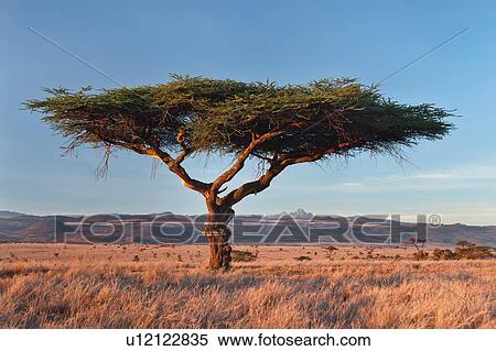 Acacia tree in golden sunrise light on plains of Lewa Downs with Mount Kenya framed in distance, Lewa Downs, Kenya, East Africa View Large Photo Image Stock Photography - Acacia tree in golden sunrise light on plains of Lewa Downs with Mount Kenya framed in distance, Lewa Downs, Kenya, East Africa. Fotosearch