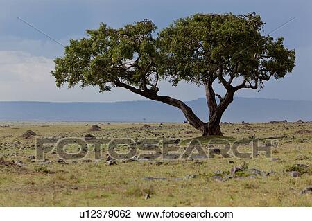 Stock Image - Acacia tree on Mara plain with wildebeest grazing, blue afternoon sky with clouds, Masai Mara, Kenya, East Africa. Fotosearch