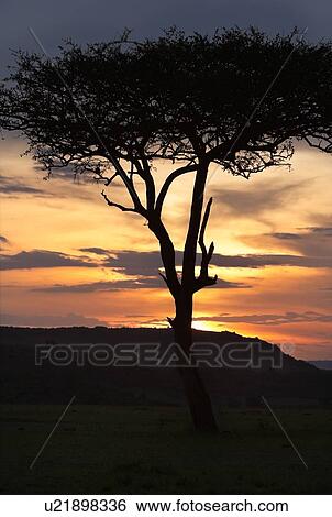 Acacia tree silhouetted at sunset with dramatic orange pink grey clouds and sun setting behind hills, Masai Mara, Kenya, East Africa View Large Photo Image Stock Photograph - Acacia tree silhouetted at sunset with dramatic orange pink grey clouds and sun setting behind hills, Masai Mara, Kenya, East Africa. Fotosearch