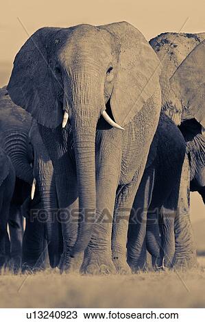 Adult elephant herd walking very close by, taken from ground level, monochrome, Amboseli lake bed, Kenya, East Africa View Large Photo Image Stock Image - Adult elephant herd walking very close by, taken from ground level, monochrome, Amboseli lake bed, Kenya, East Africa. Fotosearch
