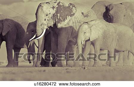 Adult elephant herd walking very close by, taken from ground level, monochrome, Amboseli lake bed, Kenya, East Africa View Large Photo Image Stock Image - Adult elephant herd walking very close by, taken from ground level, monochrome, Amboseli lake bed, Kenya, East Africa. Fotosearch