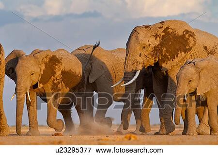 Stock Photo - Adult elephant herd walking very close by, taken from ground level, Amboseli lake bed, Kenya, East Africa. Fotosearch