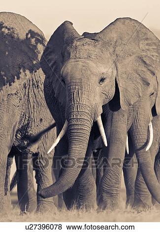 Stock Photo - Adult elephant herd walking very close by, taken from ground level, monochrome, Amboseli lake bed, Kenya, East Africa. Fotosearch