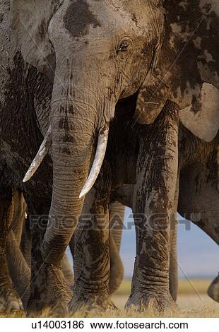 Adult elephant herd walking very close by, taken from ground level, Amboseli lake bed, Kenya, East Africa View Large Photo Image Stock Photograph - Adult elephant herd walking very close by, taken from ground level, Amboseli lake bed, Kenya, East Africa. Fotosearch