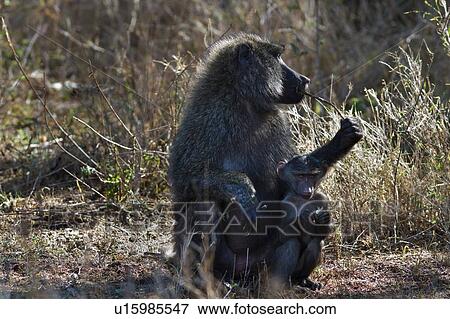 Adult female baboon crouching near bushes, sits with baby beside her, Lewa Downs, Lewa Downs, Kenya, East Africawith baby View Large Photo Image Stock Photo - Adult female baboon crouching near bushes, sits with baby beside her, Lewa Downs, Lewa Downs, Kenya, East Africawith baby. Fotosearch