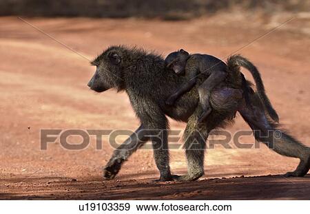 Adult female baboon with baby carried on her back, strides across dirt track, close up, Lewa Downs, Kenya, East Africa View Large Photo Image Stock Photo - Adult female baboon with baby carried on her back, strides across dirt track, close up, Lewa Downs, Kenya, East Africa. Fotosearch