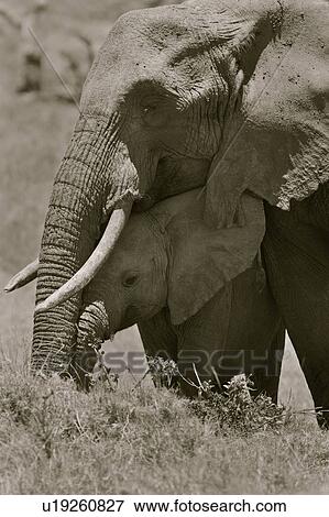 Stock Photo - Adult female elephant and baby sheltering beneath, monochrome close up frontal detail, Lewa Downs, Kenya, East Africa. Fotosearch