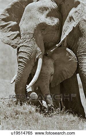 Adult female elephant and baby sheltering beneath, monochrome close up frontal detail, Lewa Downs, Masai Mara, Kenya, East Africa. View Large Photo Image Stock Photography - Adult female elephant and baby sheltering beneath, monochrome close up frontal detail, Lewa Downs, Masai Mara, Kenya, East Africa.. Fotosearch