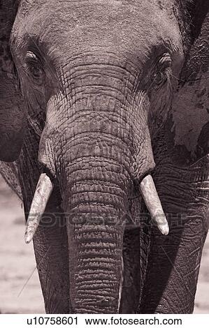 Stock Image - Adult female elephant, monochrome close up frontal detail, Lewa Downs, Kenya, East Africa. Fotosearch