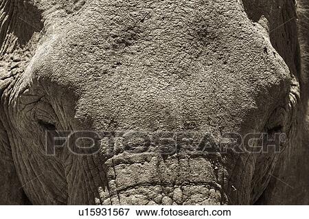Adult female elephant, monochrome close up frontal detail of eyes and forehead, Lewa Downs, Kenya, East Africa View Large Photo Image Stock Photo - Adult female elephant, monochrome close up frontal detail of eyes and forehead, Lewa Downs, Kenya, East Africa. Fotosearch