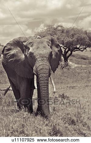 Adult female elephant, monochrome close up frontal detail, Lewa Downs, Kenya, East Africa View Large Photo Image Stock Photography - Adult female elephant, monochrome close up frontal detail, Lewa Downs, Kenya, East Africa. Fotosearch