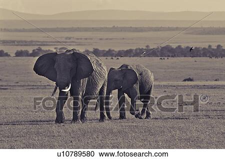 Stock Image - Adult female elephant, walking across Mara plain with baby behind her, panorama of landscape behind, monochrome, Masai Mara, Kenya, East Africa. Fotosearch