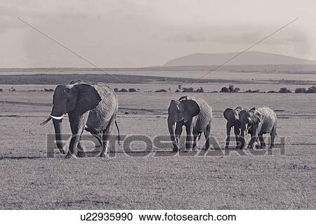 Adult female elephant, walking across Mara plain with younger elephant behind her, panorama of landscape behind, monochrome, Masai Mara, Kenya, East Africa View Large Photo Image Stock Image - Adult female elephant, walking across Mara plain with younger elephant behind her, panorama of landscape behind, monochrome, Masai Mara, Kenya, East Africa. Fotosearch