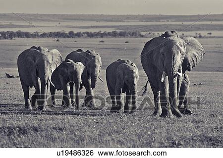 Stock Photograph - Adult female elephant, walking across Mara plain with younger elephant behind her, panorama of landscape behind, monochrome, Masai Mara, Kenya, East Africa. Fotosearch