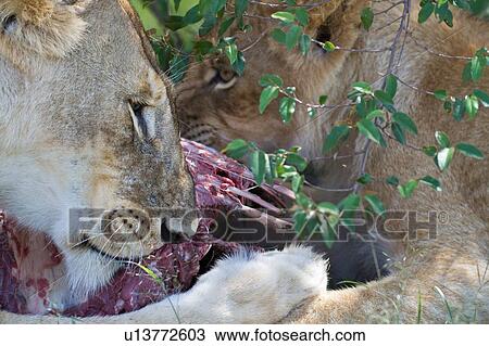 Adult female lion eating wildebeest in bushy undergrowth with older cub behind, detail view of faces, Masai Mara, Kenya, East Africa View Large Photo Image Stock Image - Adult female lion eating wildebeest in bushy undergrowth with older cub behind, detail view of faces, Masai Mara, Kenya, East Africa. Fotosearch