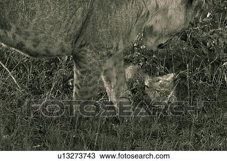 Adult female lion standing looking down at very young cub rolling on back in grass. monochrome close up detail, Masai Mara, Kenya, East Africa View Large Photo Image Stock Image - Adult female lion standing looking down at very young cub rolling on back in grass. monochrome close up detail, Masai Mara, Kenya, East Africa. Fotosearch