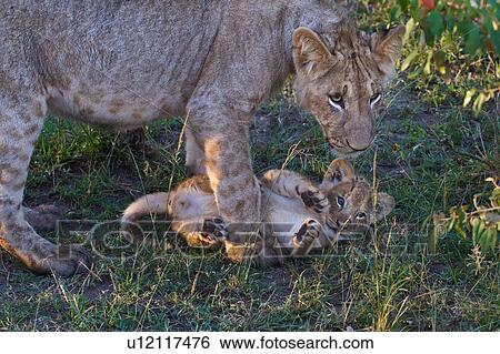 Stock Photograph - Adult female lion standing over very young cub rolling on back in grass, close up detail, Masai Mara, Kenya, East Africa. Fotosearch