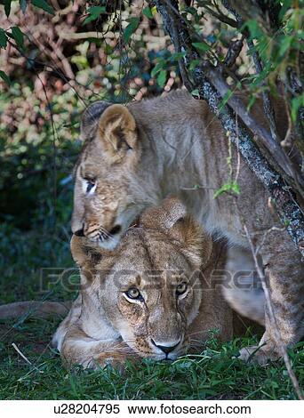 Stock Photography - Adult female lion walking and framing older cub lying on grass, bushes and woodland, Masai Mara, Kenya, East Africa. Fotosearch