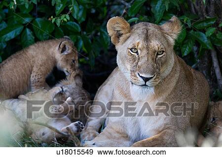 Stock Photo - Adult female lioness with three very young cubs, and one older, lying near bushes while they play beside her, close up detail, Masai Mara, Kenya, East Africa. Fotosearch
