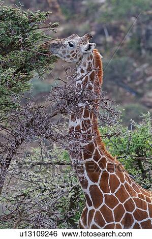 Adult giraffe feeding on acacia tree, close up detail of head and neck, Lewa Downs, Kenya, East Africa View Large Photo Image Stock Photograph - Adult giraffe feeding on acacia tree, close up detail of head and neck, Lewa Downs, Kenya, East Africa. Fotosearch