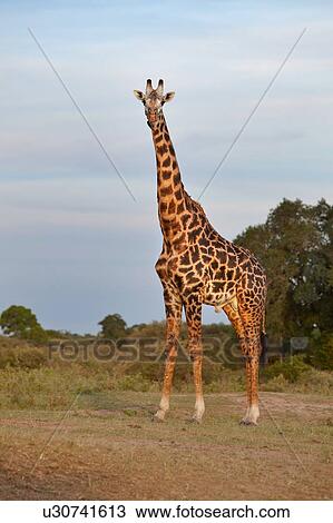Stock Image - Adult giraffe standing near bushes and trees in late afternoon golden light, Masai Mara, Kenya, East Africa. Fotosearch