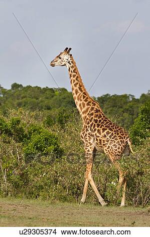 Adult giraffe walking near bushes and trees in late afternoon light, Masai Mara, Kenya, East Africa View Large Photo Image Picture - Adult giraffe walking near bushes and trees in late afternoon light, Masai Mara, Kenya, East Africa. Fotosearch