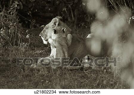 Picture - Adult lioness lying on grass near bushes, with two cubs clambering on her, close up detail, monochrome, Masai Mara, Kenya, East Africa. Fotosearch