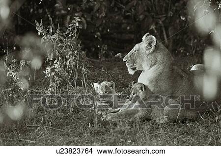Picture - Adult lioness lying on grass near bushes, with two cubs clambering on her, close up detail, monochrome, Masai Mara, Kenya, East Africa. Fotosearch