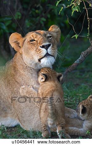 Stock Image - Adult lioness lying on grass near bushes, with two cubs clambering on her, close up detail, Masai Mara, Kenya, East Africa. Fotosearch