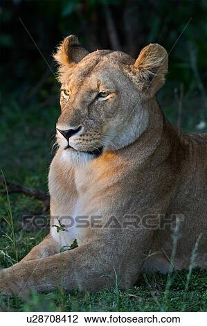 Stock Image - Adult lioness lying on grass near bushes, close up detail, Masai Mara, Kenya, East Africa. Fotosearch